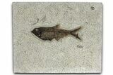 Detailed Fossil Fish (Diplomystus) - Wyoming #327850-1